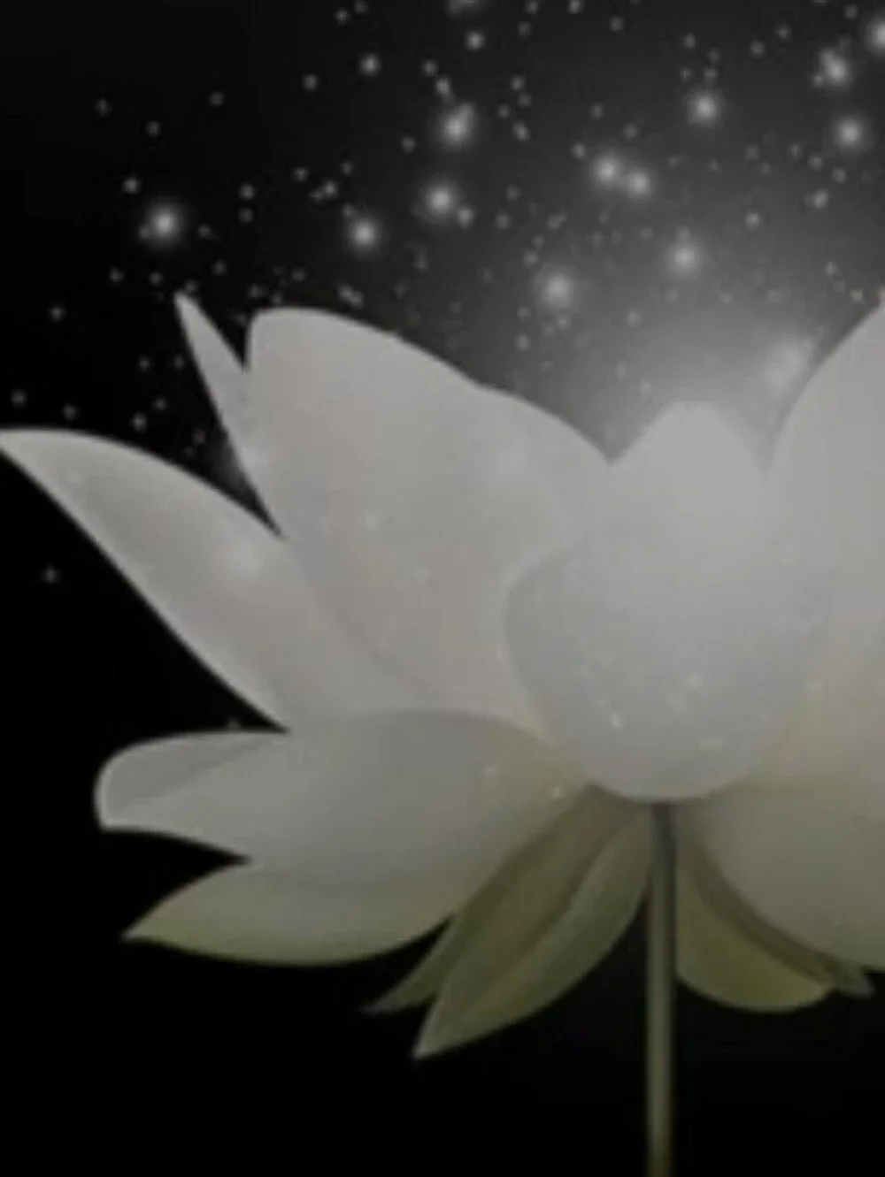 White Lotus Flower Black Shower Curtain Elegant Floral Bath Decor Plus Hooks
